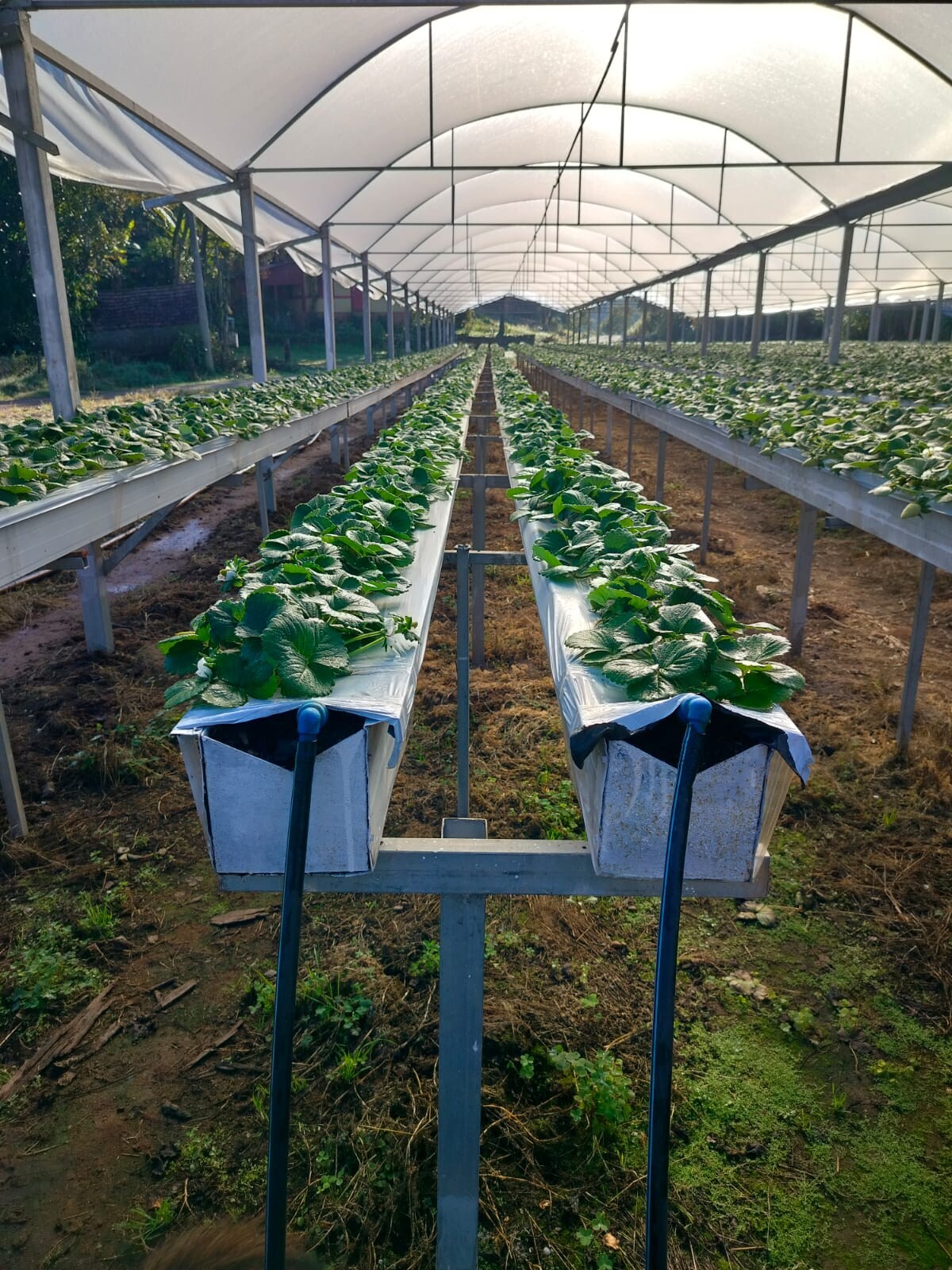 censo-do-morango-inicia-visitas-as-propriedades-produtoras