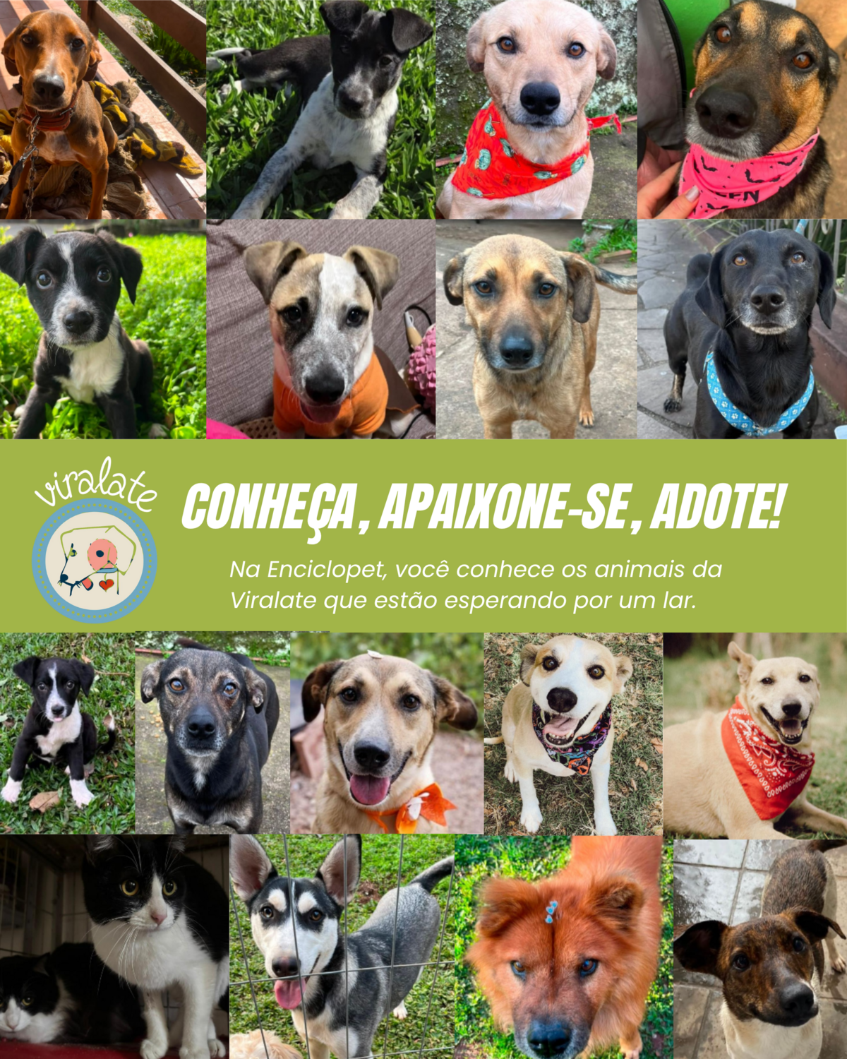viralate-lanca-site-para-aproximar-animais-e-pessoas-dispostas-a-ajudar