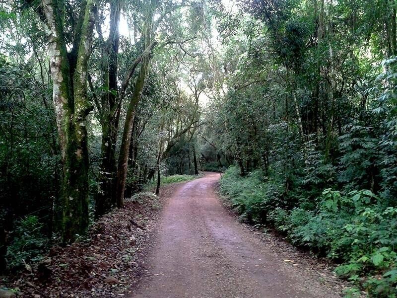 tunel-verde